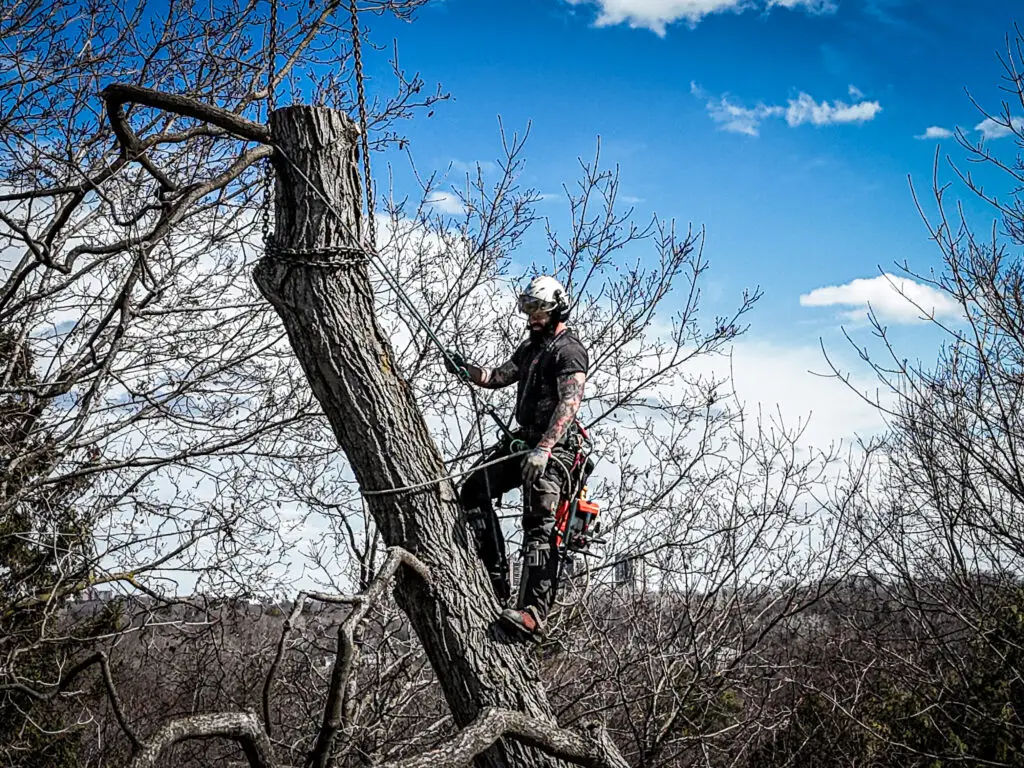 Reno Ottawa team member safely cutting down a large tree during a renovation project in Ottawa.